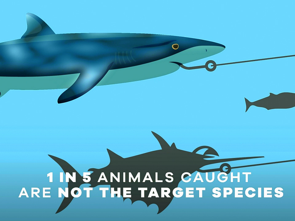 Longlining in Maldives: a perennial threat