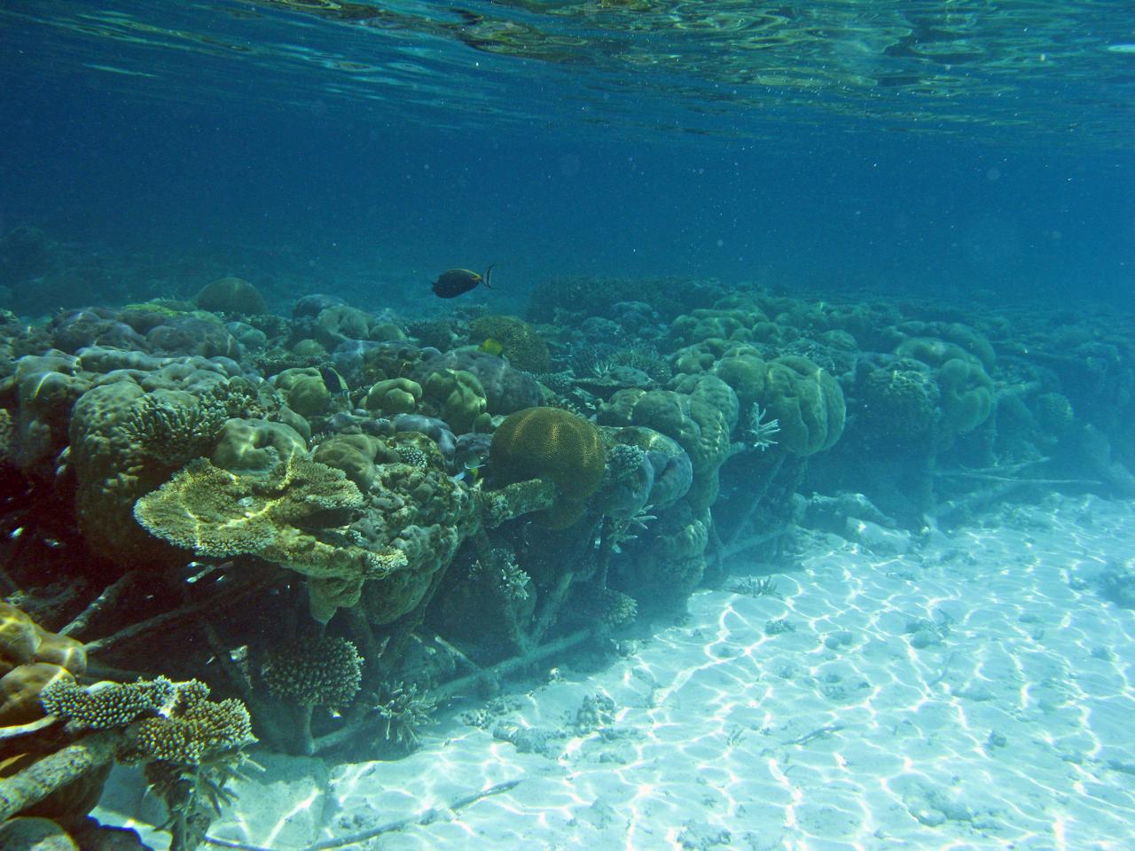 Maldives coral propagation reef biorock #SaveMaldives