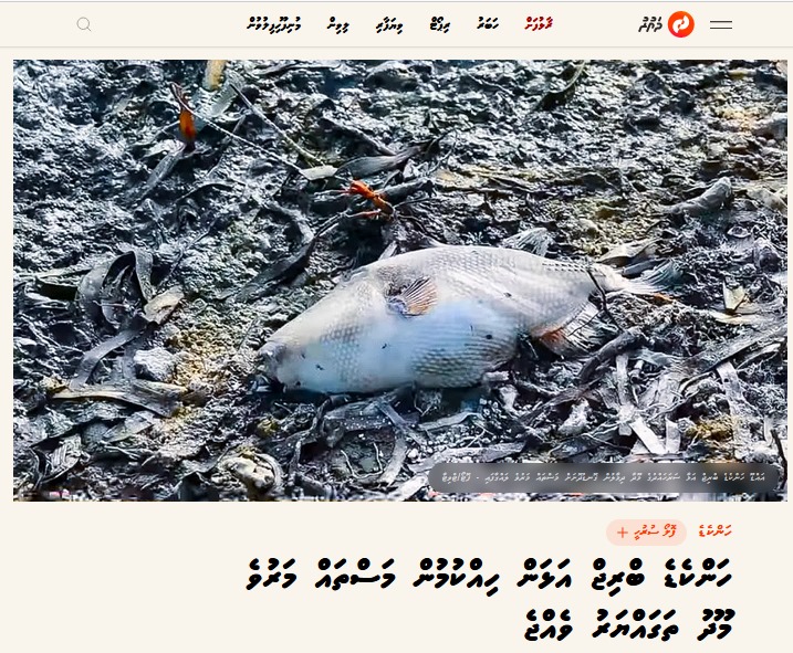 Mass fish death [SaveMaldives]