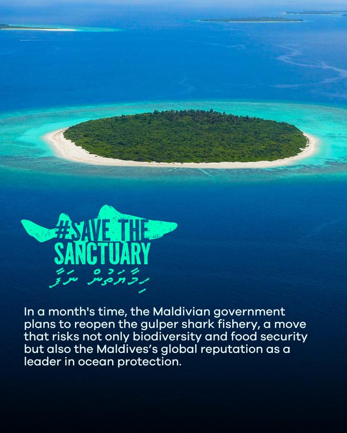 Save the Shark Sanctuary Maldives