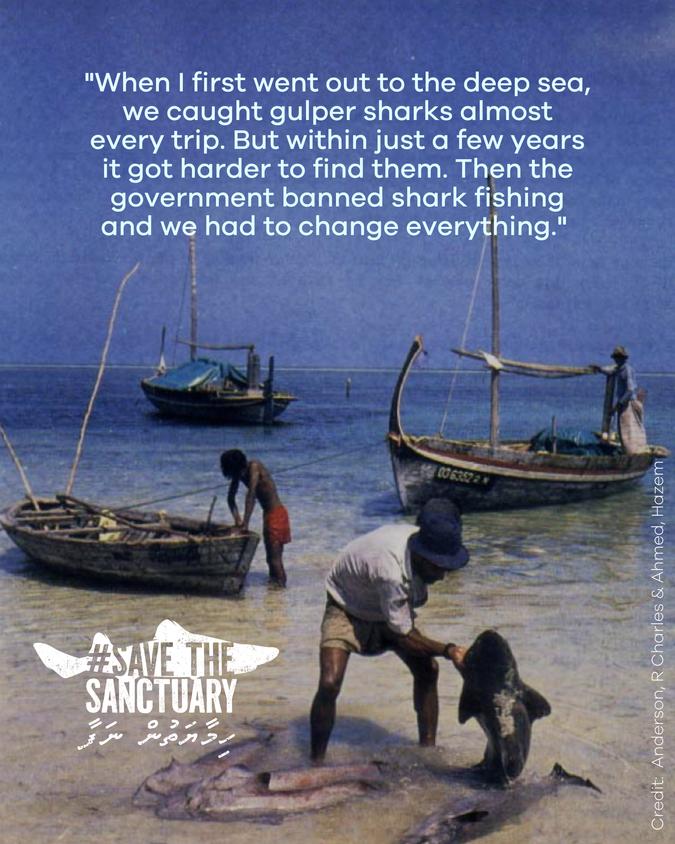 Save the Shark Sanctuary Maldives