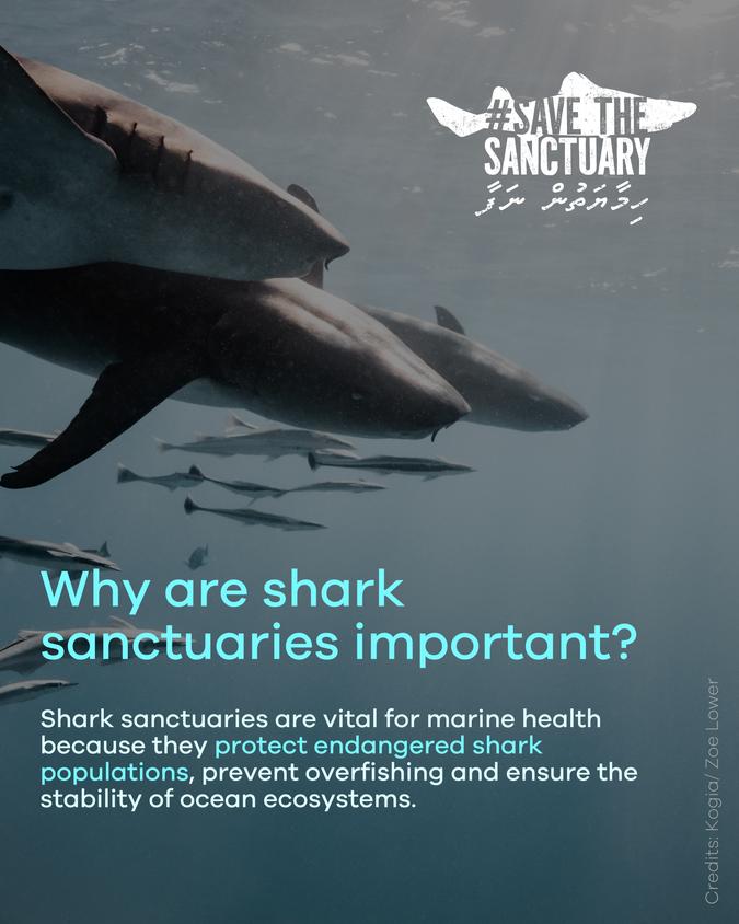 Save the Shark Sanctuary Maldives