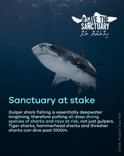 Save the Shark Sanctuary Maldives