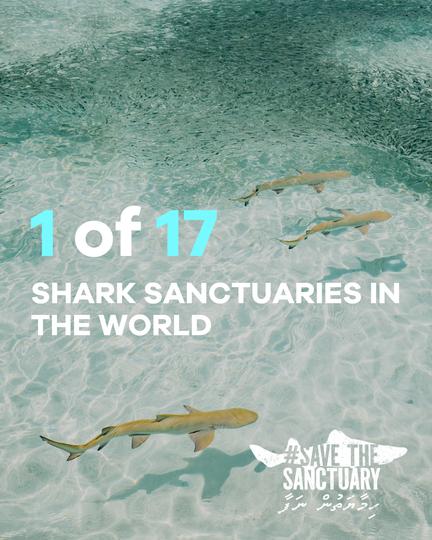 Save the Shark Sanctuary Maldives