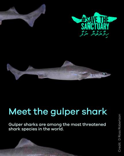 Save the Shark Sanctuary Maldives