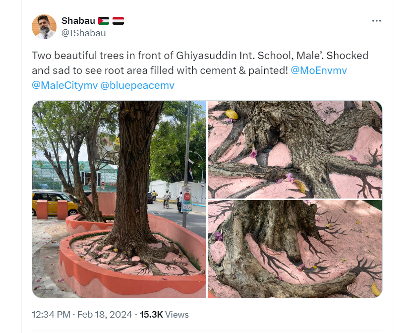 Shabau - Two beautiful trees v2 Shabau - Two beautiful trees in front of Ghiyasuddin Int. School