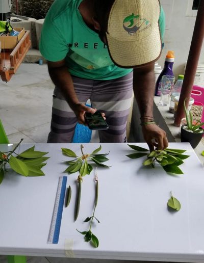 saveMaldives endangered mangrove die-off Maldives environment