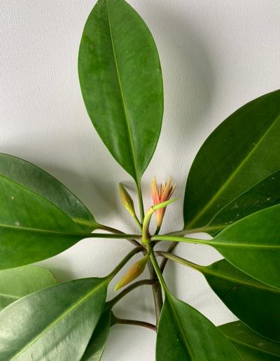 saveMaldives endangered mangrove die-off Maldives environment