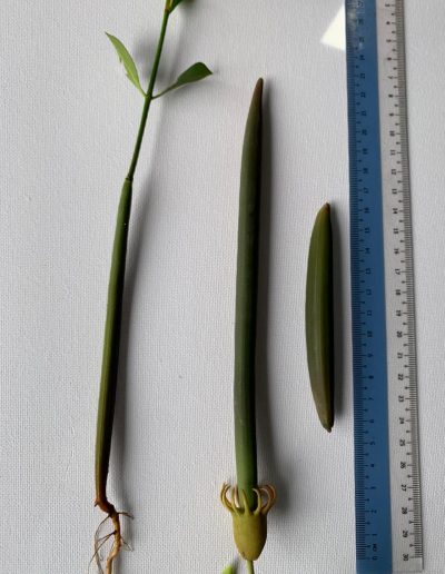 saveMaldives endangered mangrove die-off Maldives environment