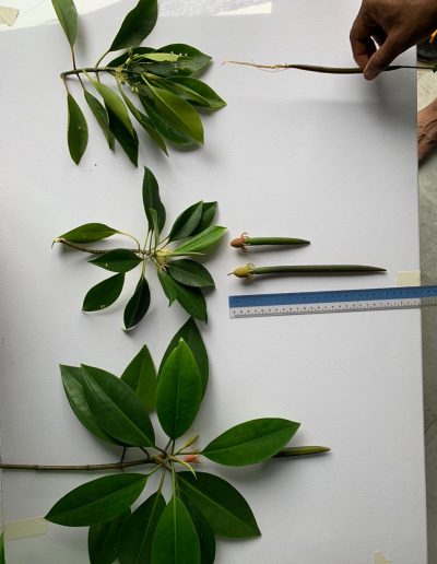 saveMaldives endangered mangrove die-off Maldives environment