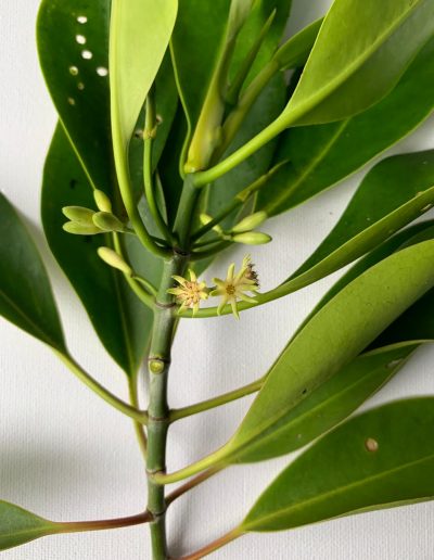 saveMaldives endangered mangrove die-off Maldives environment