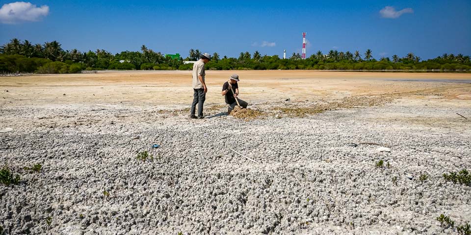 savemaldives Kulhudhuffushi mangrove Conservation