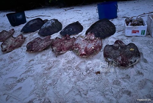 sea turtles poached Maldives