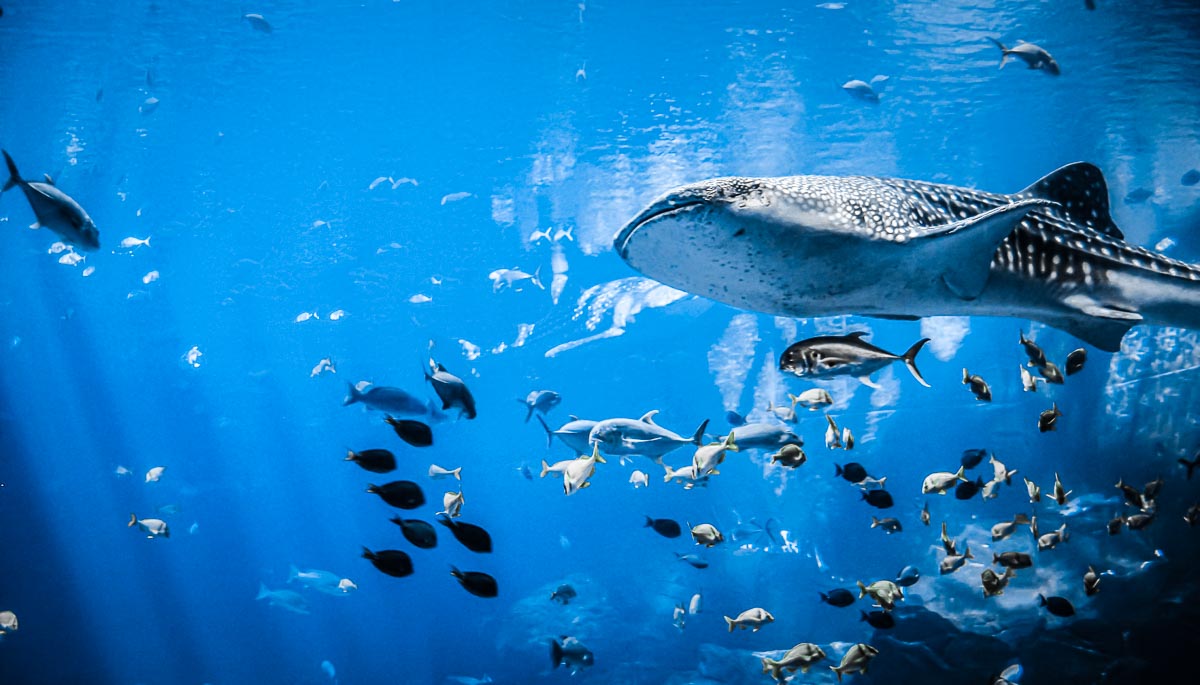 Logos of Participating CSOs